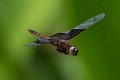 Camacinia othello in flight